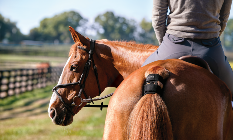 Garmin Blaze - system monitotorowania zdrowai koni