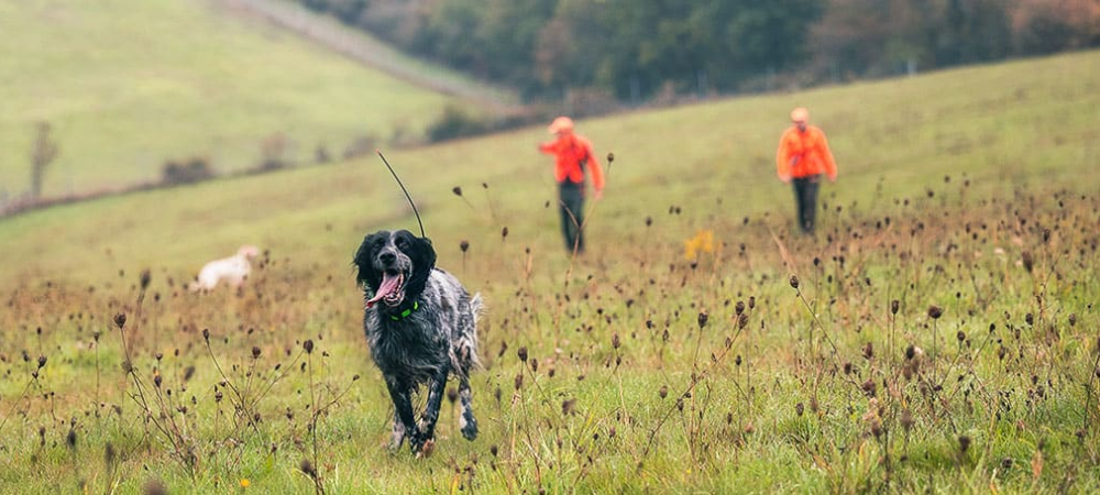 Polowanie z urządzeniami Garmin Alpha